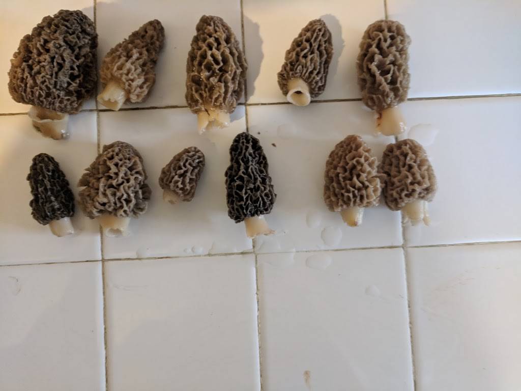 Whits Frozen Custard | restaurant | 402 E Huron St, Jackson, OH 45640, USA | 7405773340 OR +1 740-577-3340