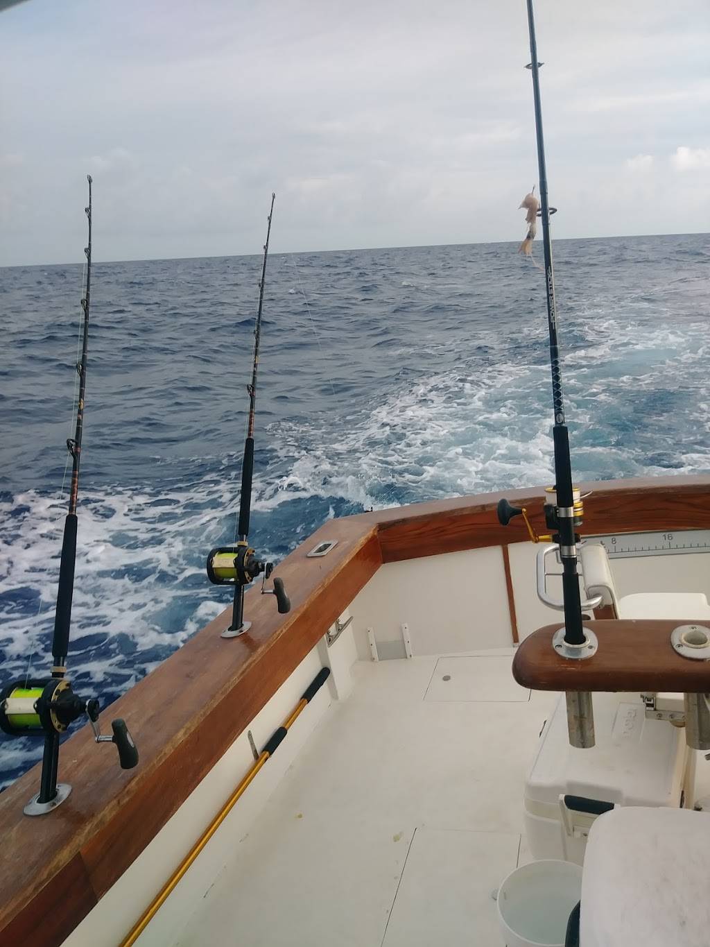 Whale Harbor Marina | restaurant | 83413 Overseas Hwy, Islamorada, FL 33036, USA | 3056644511 OR +1 305-664-4511