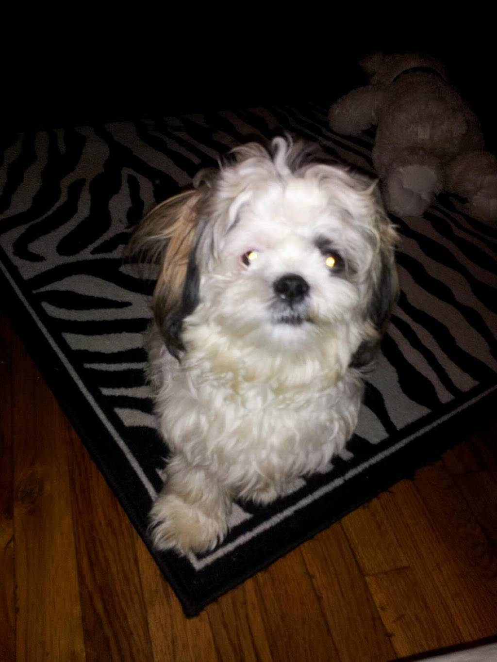 Yummy Taco | restaurant | 8011 Flatlands Ave, Brooklyn, NY 11236, USA | 7182093000 OR +1 718-209-3000