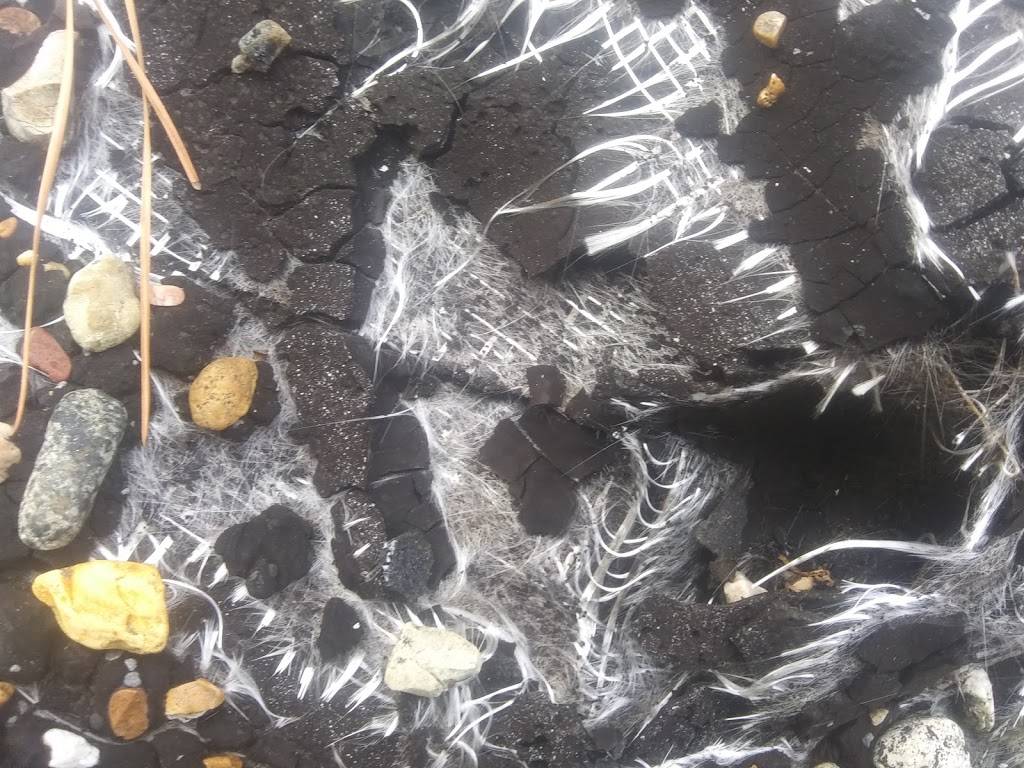 Old School Hot Wings | restaurant | 8709 US-61, Walls, MS 38680, USA | 6627810610 OR +1 662-781-0610