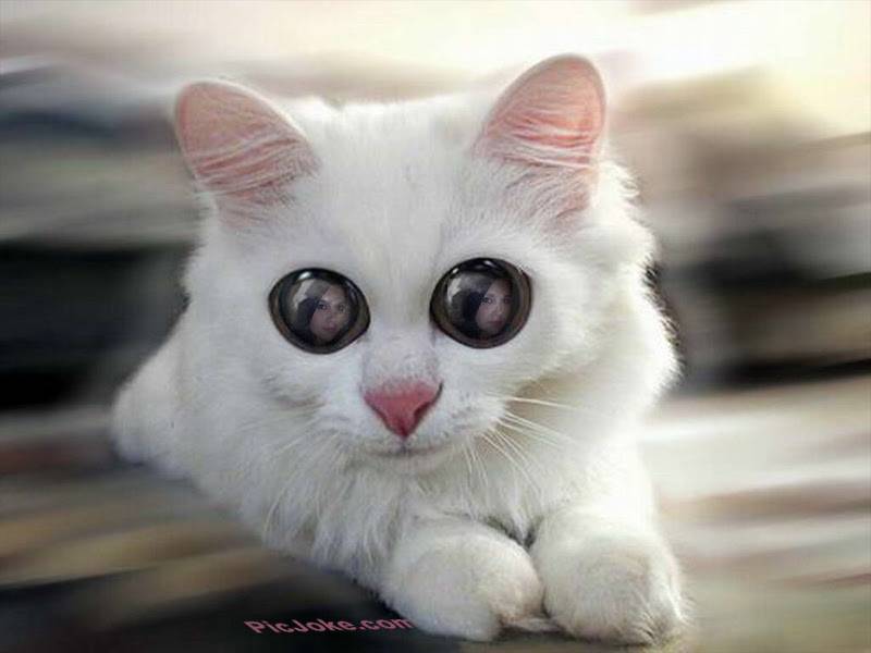 Subway Restaurants | restaurant | 9040 Sepulveda Blvd, North Hills, CA 91343, USA | 8188936141 OR +1 818-893-6141