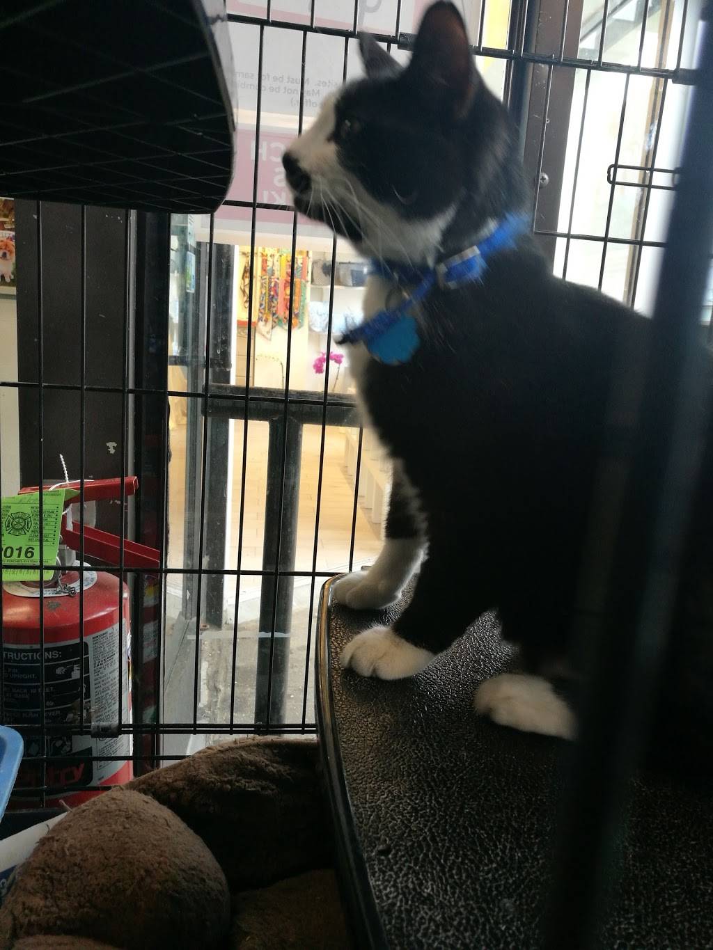 Mints Thai Kitchen | restaurant | 7015 Austin St, Forest Hills, NY 11375, USA | 7182681470 OR +1 718-268-1470