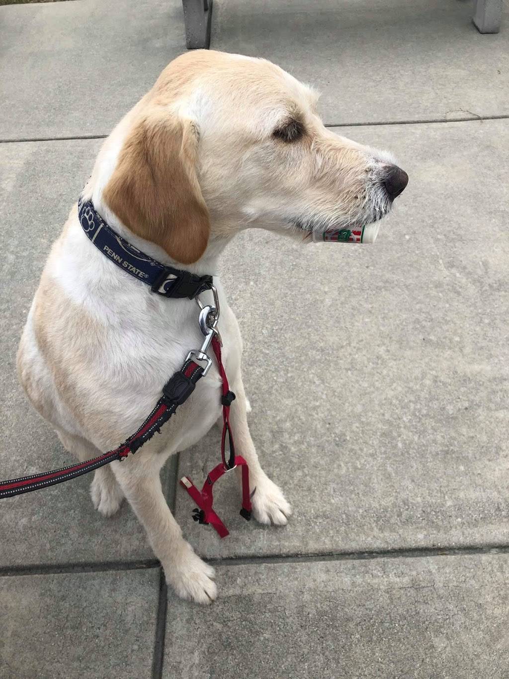 Ritas Italian Ice & Frozen Custard | restaurant | 290 S Reading Rd, Ephrata, PA 17522, USA | 7174666161 OR +1 717-466-6161