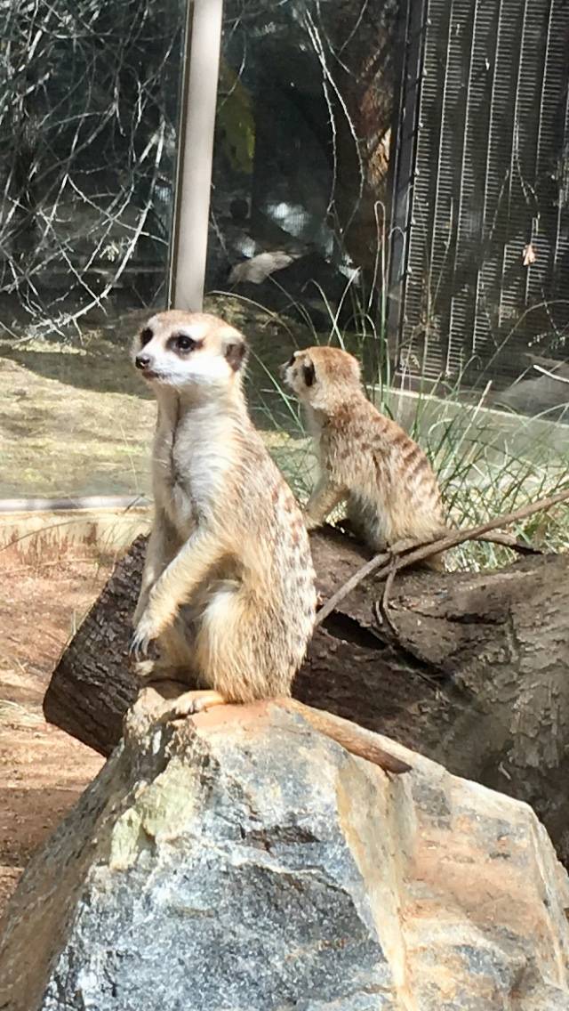 IHOP | bakery | 72363 CA-111, Palm Desert, CA 92260, USA | 7606743125 OR +1 760-674-3125