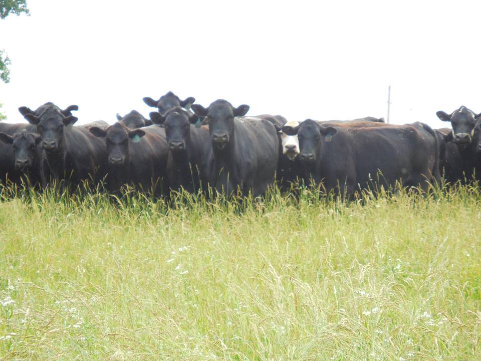 Whittaker Beef | restaurant | 1417 Lexington Ave, Lawrenceville, IL 62439, USA | 6189280255 OR +1 618-928-0255