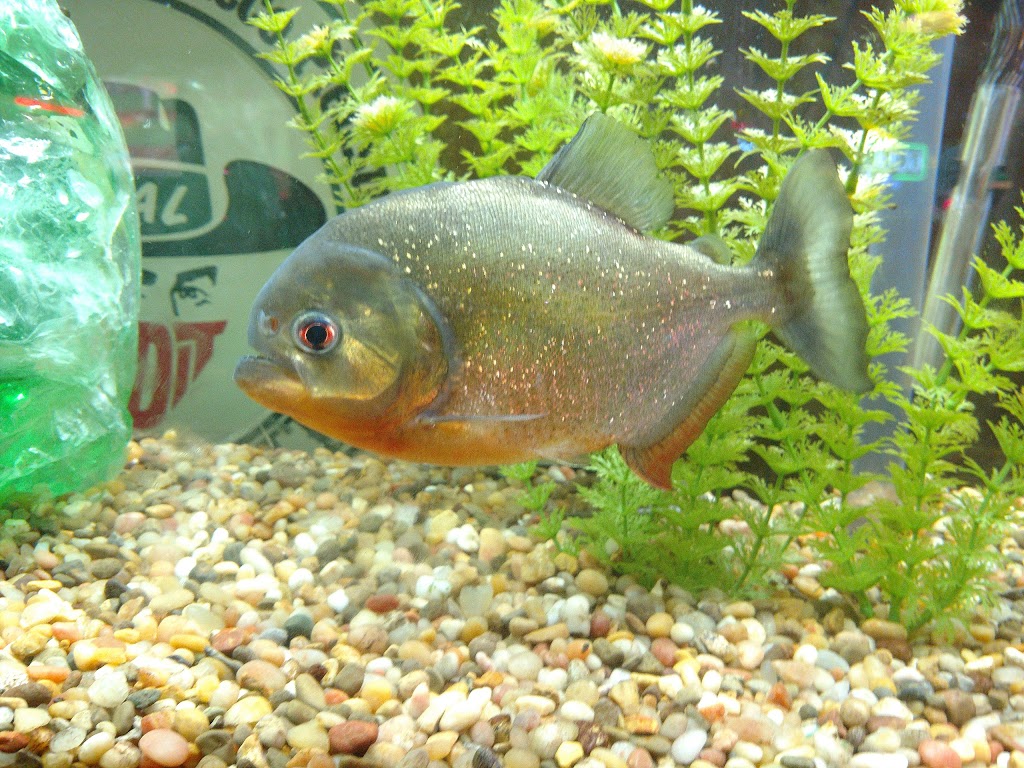 Charlies Pizza House | restaurant | 804 Summit St, Yankton, SD 57078, USA | 6056652212 OR +1 605-665-2212