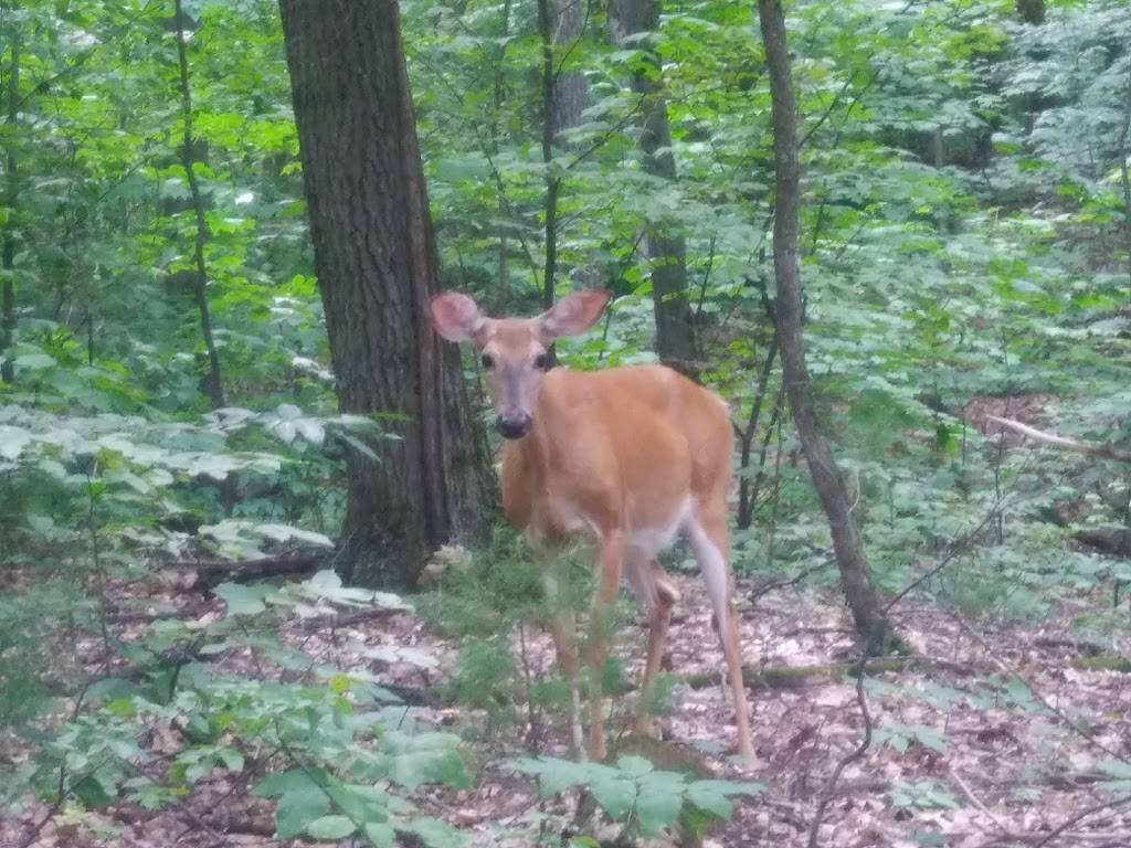 Casse-Croûte chez Ti-Ray | restaurant | 31 Route Principale O, Sainte-Cécile-de-Masham, QC J0X 2W0, Canada | 8194561222 OR +1 819-456-1222