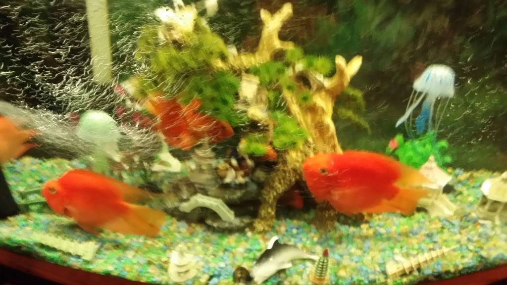 Dragon Golden Chinese Restaurant | restaurant | 1529 E Broad St, Statesville, NC 28625, USA | 7048721081 OR +1 704-872-1081