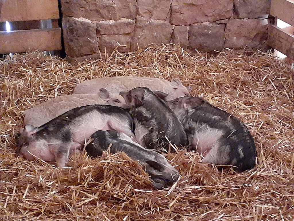 Elizabeth Farms | restaurant | 262 Hopeland Rd, Lititz, PA 17543, USA | 7176268733 OR +1 717-626-8733