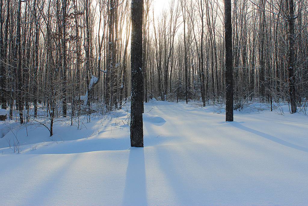 Cabane à sucre Gagnon | restaurant | 270 1ere Avenue, Sainte-Anne-des-Plaines, QC J0N 1H0, Canada | 4504782090 OR +1 450-478-2090