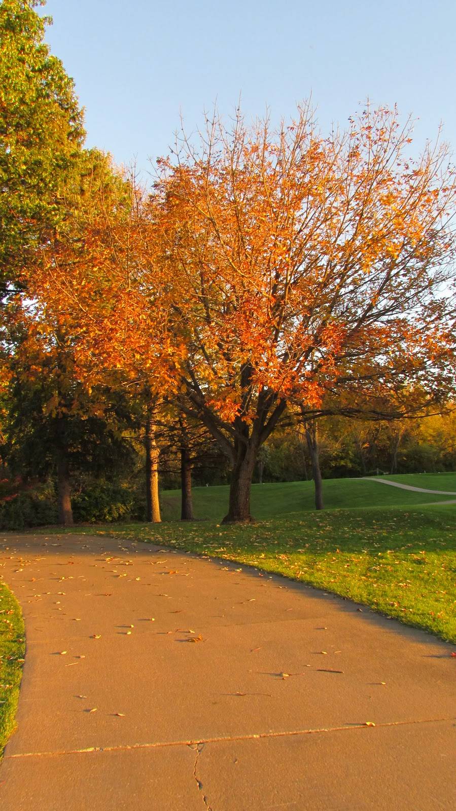 Oakwood Country Club | restaurant | 1067 US-6, Coal Valley, IL 61240, USA | 3097993153 OR +1 309-799-3153