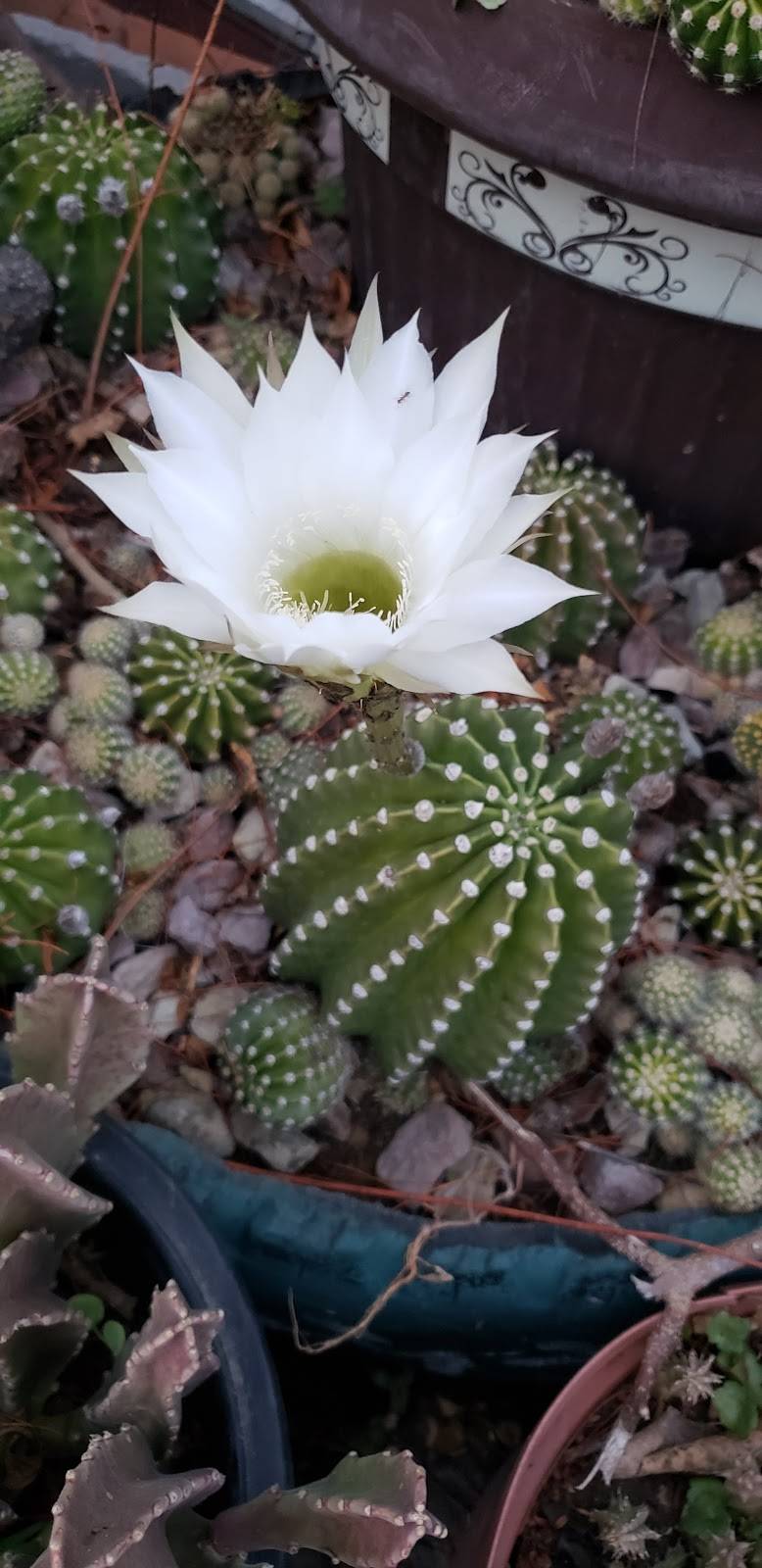 La Cabañita Las Gonzalez | restaurant | San Angel, 22524 Tijuana, B.C., Mexico | 016645253440 OR +52 664 525 3440