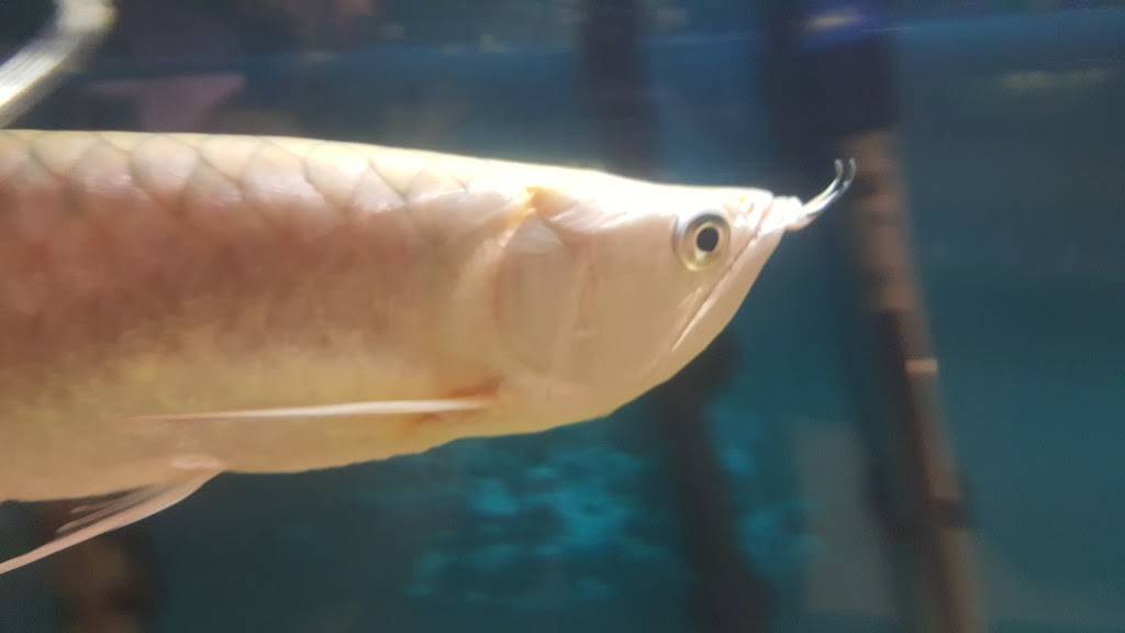 China House | restaurant | 7413 Memphis Ave, Cleveland, OH 44144, USA | 2163518888 OR +1 216-351-8888