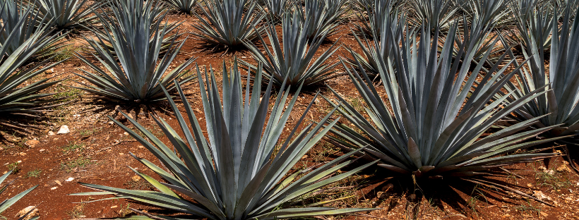 1974 Bodega at The Circle | restaurant | 8901 Warner Ave, Huntington Beach, CA 92647, USA | 7147942721 OR +1 714-794-2721