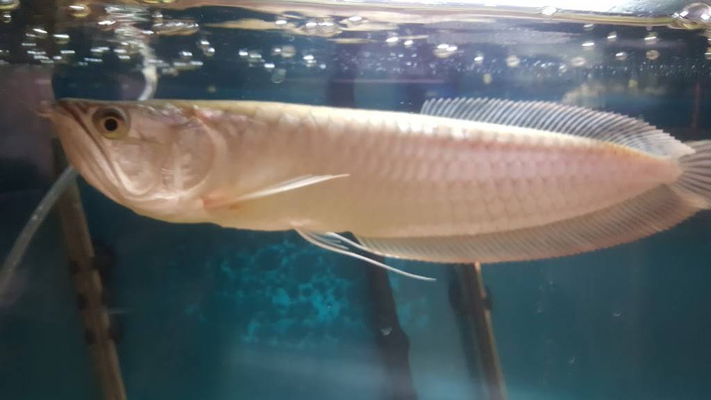 China House | restaurant | 7413 Memphis Ave, Cleveland, OH 44144, USA | 2163518888 OR +1 216-351-8888