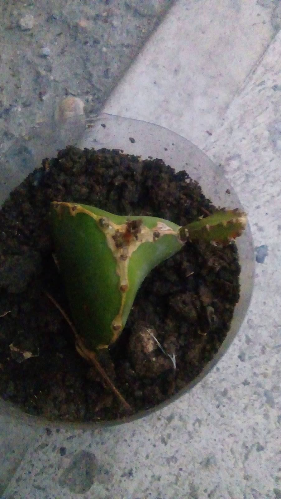 Pinches Burgers | restaurant | Calle 16 764, Zona Centro, 22800 Ensenada, B.C., Mexico | 016461856118 OR +52 646 185 6118