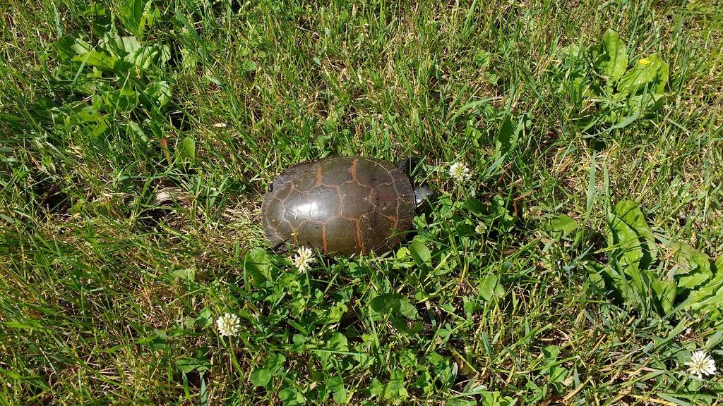 Swamp Side Bar & Grill | restaurant | 452 N Lakeview Ave, Endeavor, WI 53930, USA | 6085872643 OR +1 608-587-2643