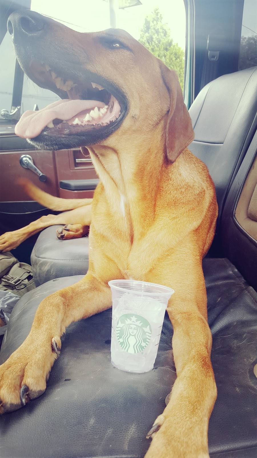 Starbucks | cafe | 2320 Elkhorn Rd, Lexington, KY 40509, USA | 8595431115 OR +1 859-543-1115