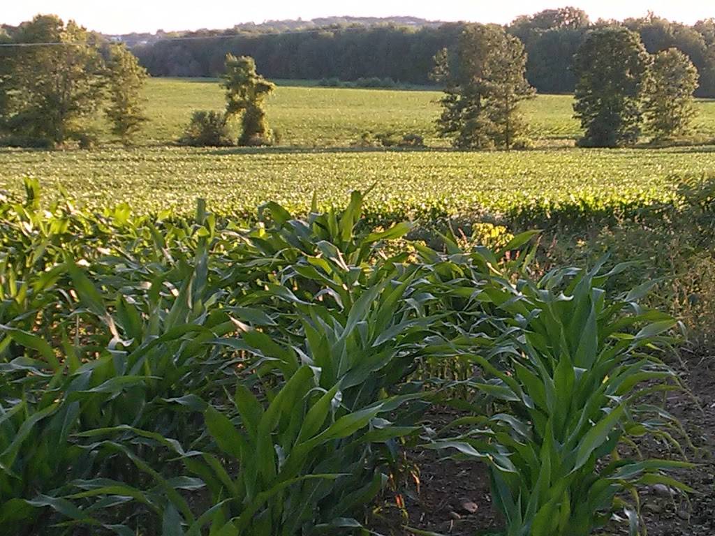 Happy Days Drive In | restaurant | 3022 NY-370, Meridian, NY 13113, USA | 3156262943 OR +1 315-626-2943