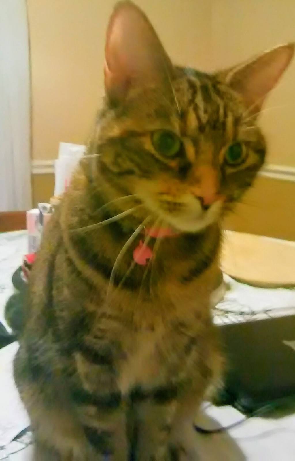 Moes Southwest Grill | restaurant | 975 C Airport Rd SW, Huntsville, AL 35802, USA | 2568800113 OR +1 256-880-0113