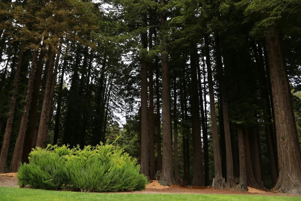 The Mountain Terrace | restaurant | 17285 Skyline Blvd, Woodside, CA 94062, USA | 6508511606 OR +1 650-851-1606