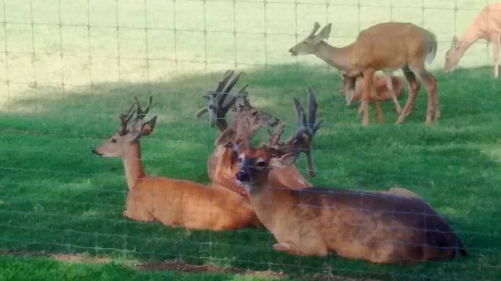 Bama Bucks | restaurant | 292 Bryant Rd, Sardis City, AL 35956, USA | 2562819234 OR +1 256-281-9234