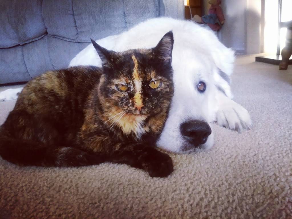 Captain Ds | restaurant | 2123 Memorial Blvd, Springfield, TN 37172, USA | 6153848710 OR +1 615-384-8710