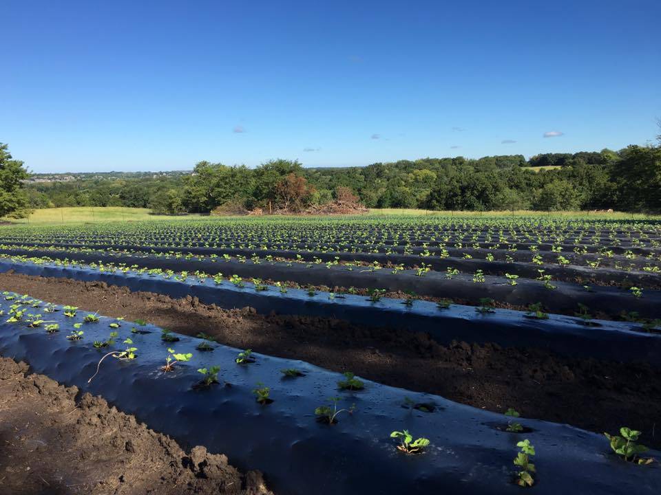 Bennys Berries | restaurant | 2136 N 100 Rd, Wellsville, KS 66092, USA | 9133136273 OR +1 913-313-6273