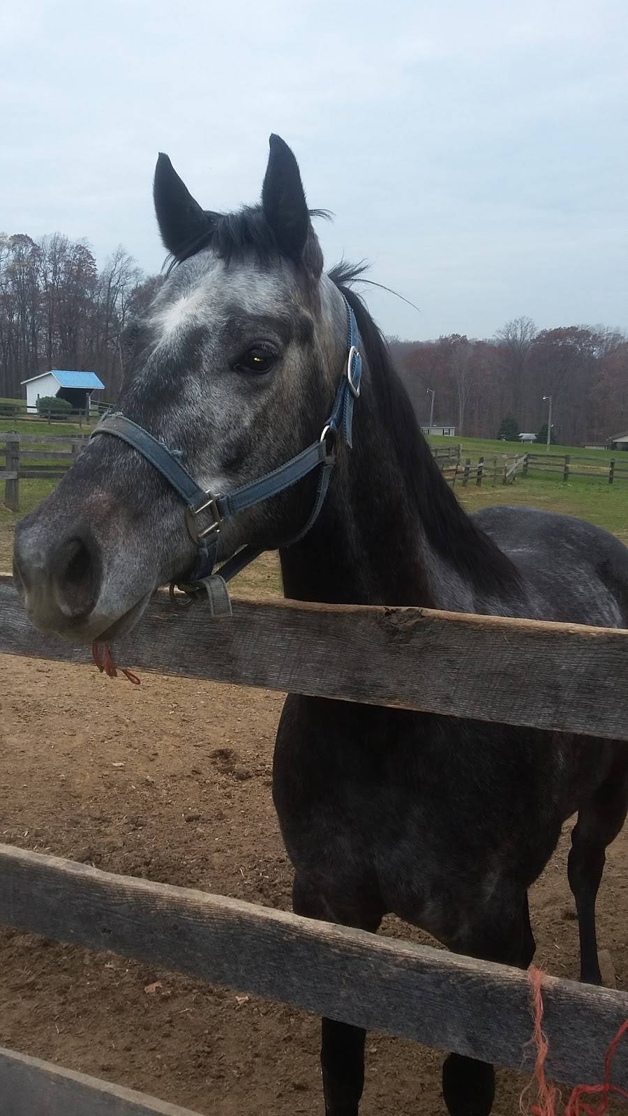 Uncle Bobs Western Corral | restaurant | 565 Kirk Rd, Elkton, MD 21921, USA | 4103981381 OR +1 410-398-1381