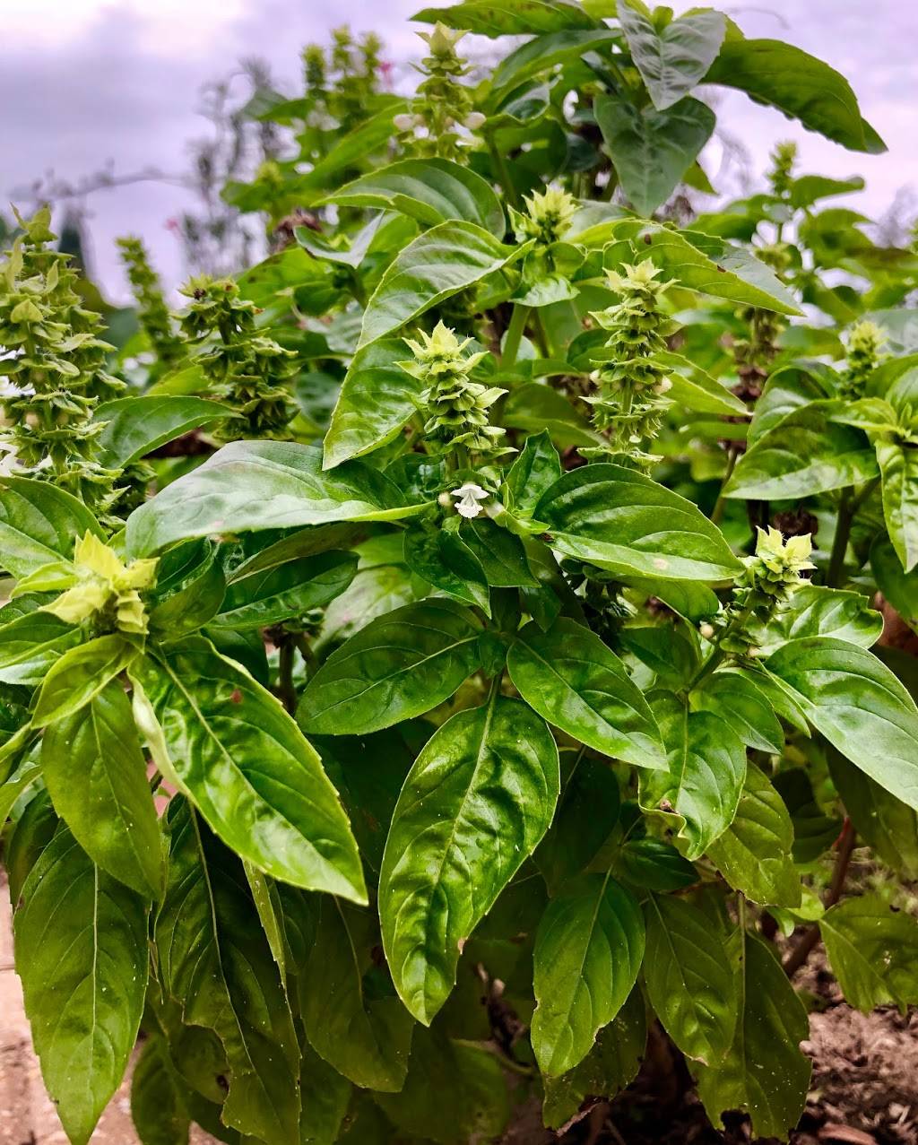 Giorgios | restaurant | 803 N Bypass, Kennett, MO 63857, USA | 5735592800 OR +1 573-559-2800