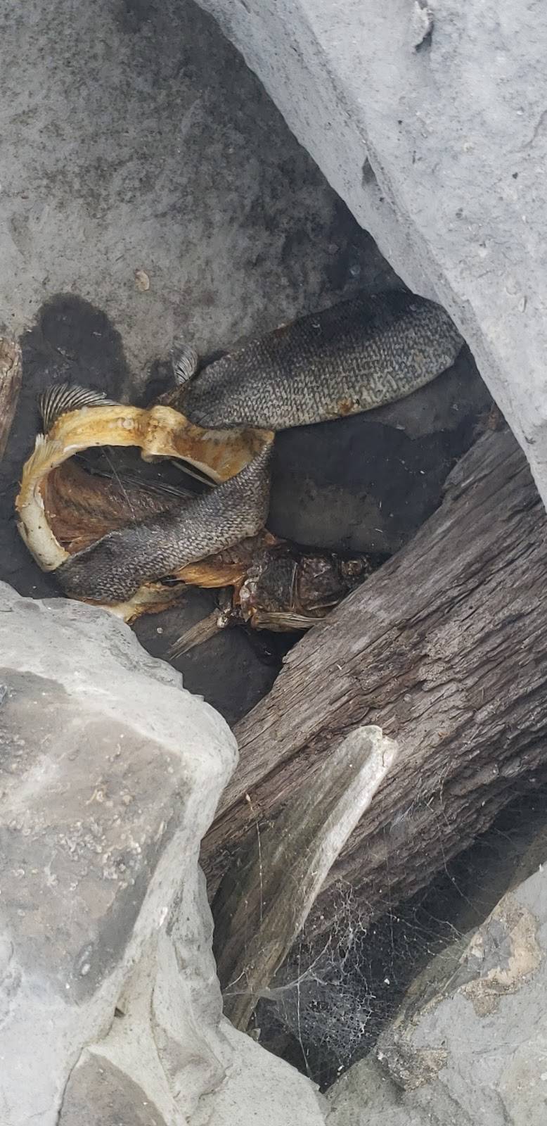 Ginger & Garlic Chinese Restaurant | restaurant | 5685 McKinley Pkwy, Hamburg, NY 14075, USA | 7166493898 OR +1 716-649-3898