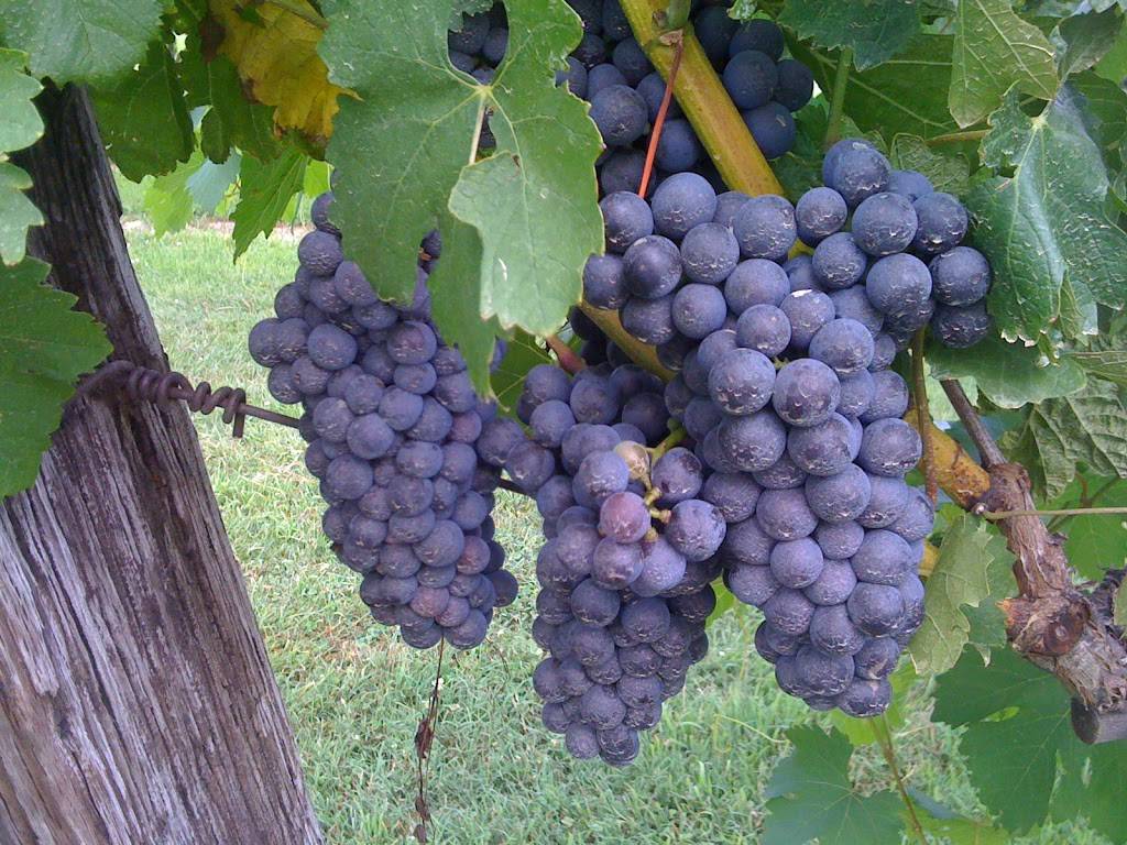 Jules J Berta Vineyards | meal takeaway | 1409 Darden Ave, Albertville, AL 35951, USA | 2568915115 OR +1 256-891-5115