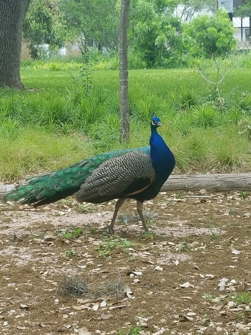 Green Pastures Events | restaurant | 811 W Live Oak St, Austin, TX 78704, USA | 5124441888 OR +1 512-444-1888