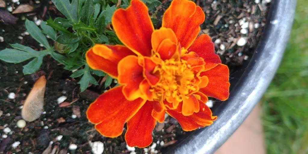 Pie Time | restaurant | 303 Denise Rd, Rochester, NY 14612, USA | 5854344766 OR +1 585-434-4766